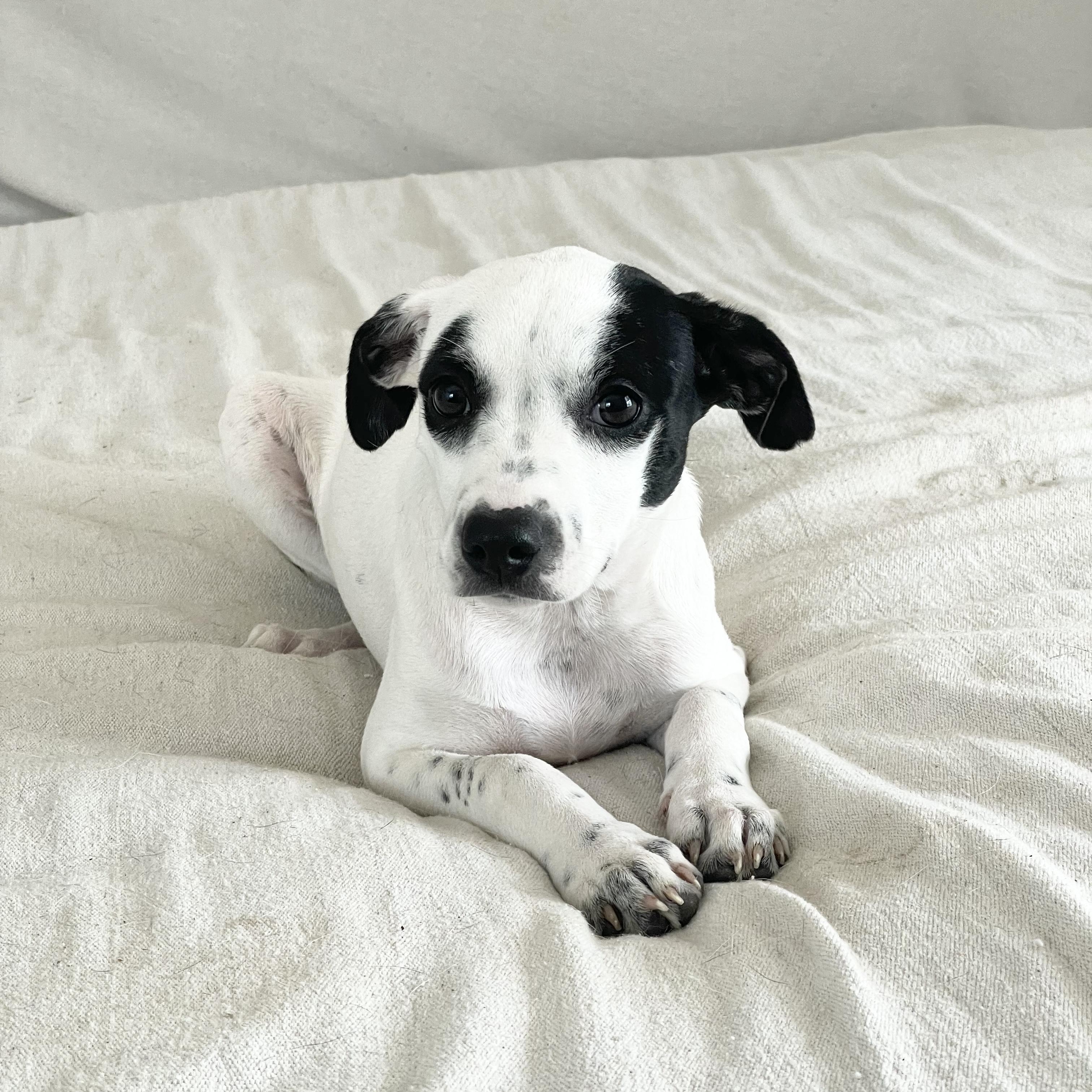 Enlarge Darling Rafaela , a ADOPTABLE mixed breed in West Hartford , CT image 2/4