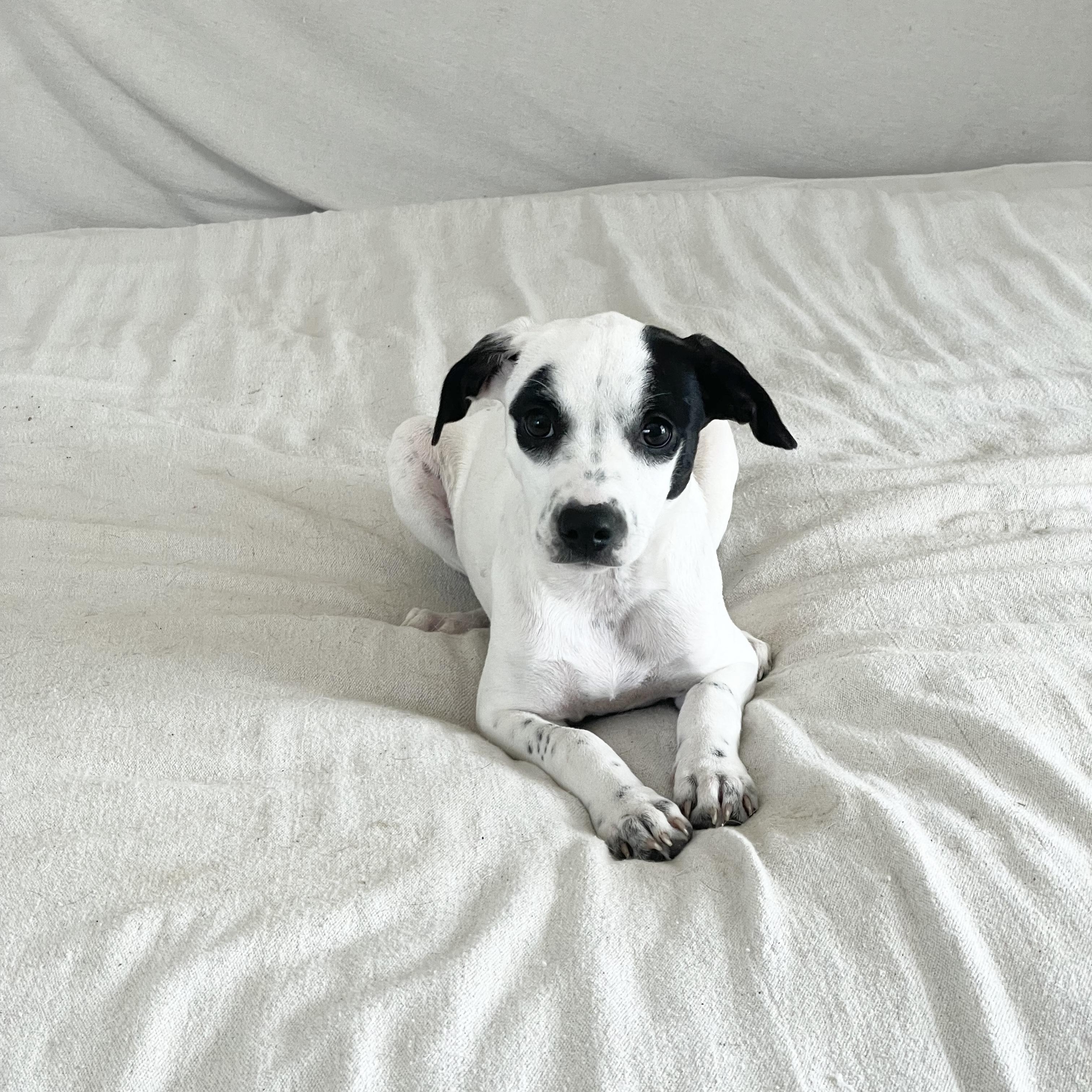 Enlarge Darling Rafaela , a ADOPTABLE mixed breed in West Hartford , CT image 3/4