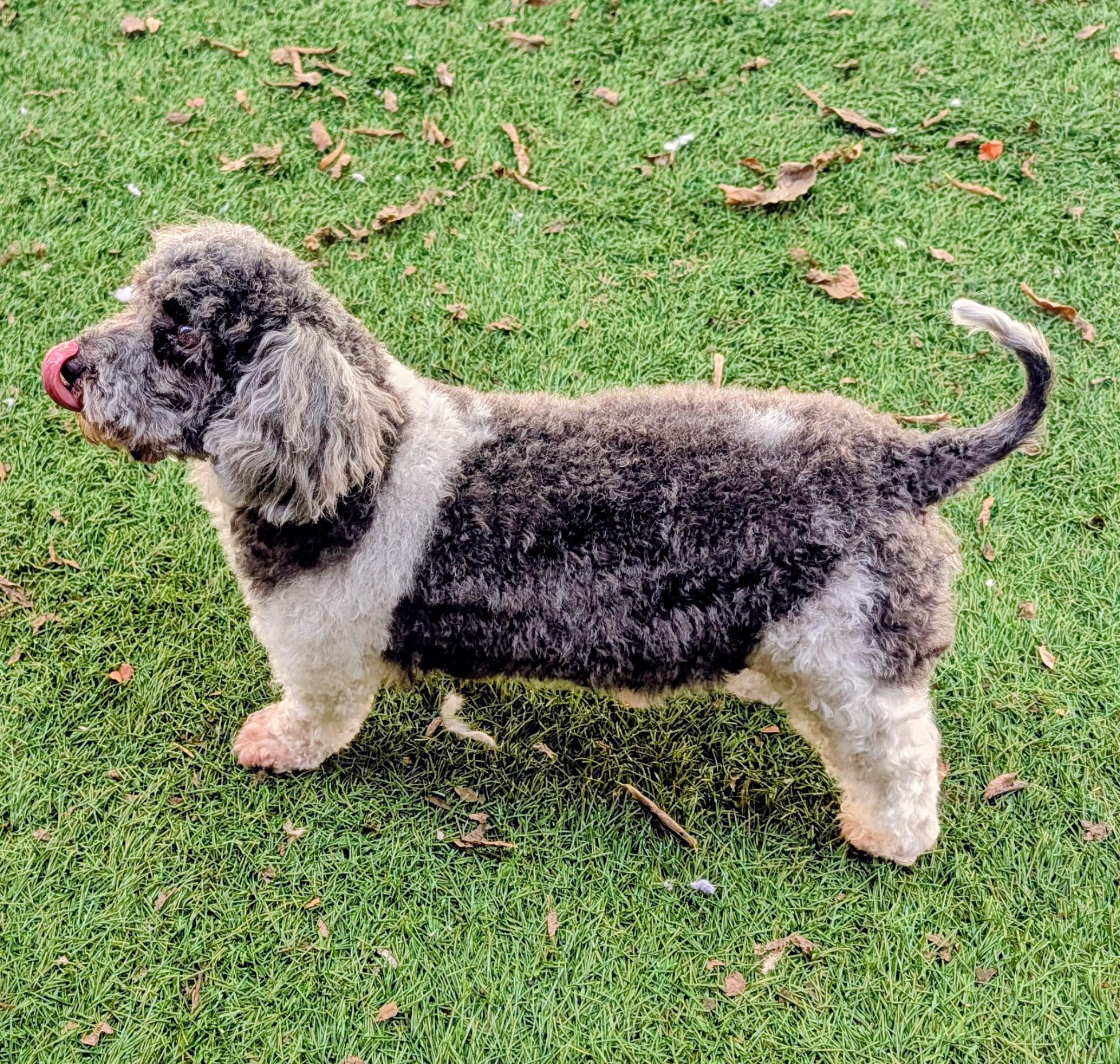 Enlarge Bo, a Adoptable mixed breed in Mount Juliet, TN image 2/2