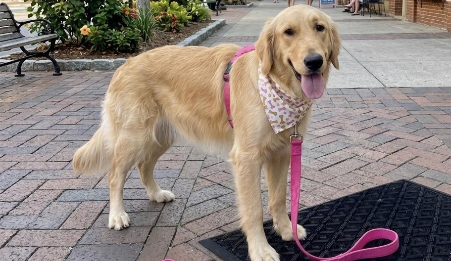 Enlarge Lilly, an adopted Golden Retriever in Palm springs, FL image 1/1
