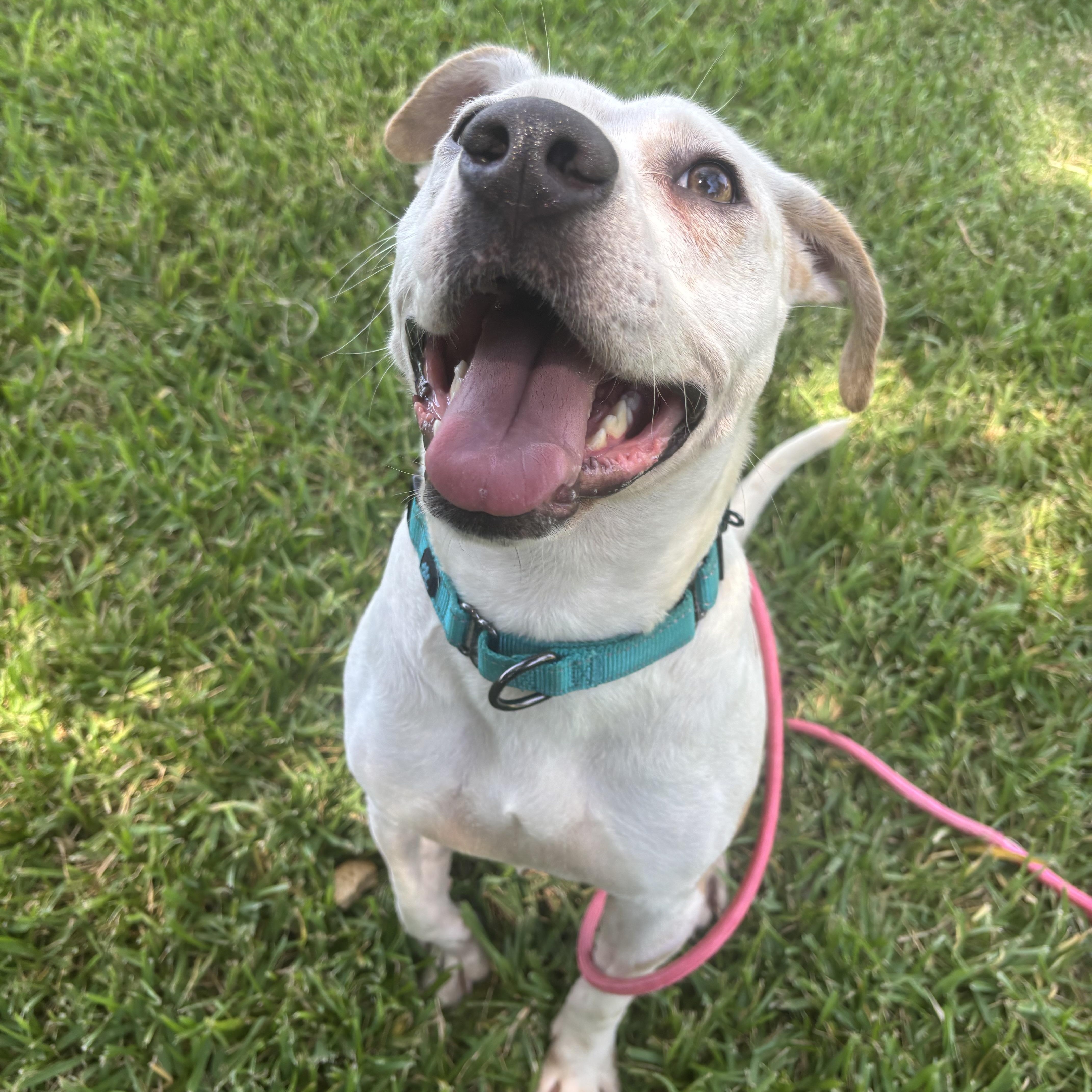 Swettie, Adopted, Young Female Mixed Breed.