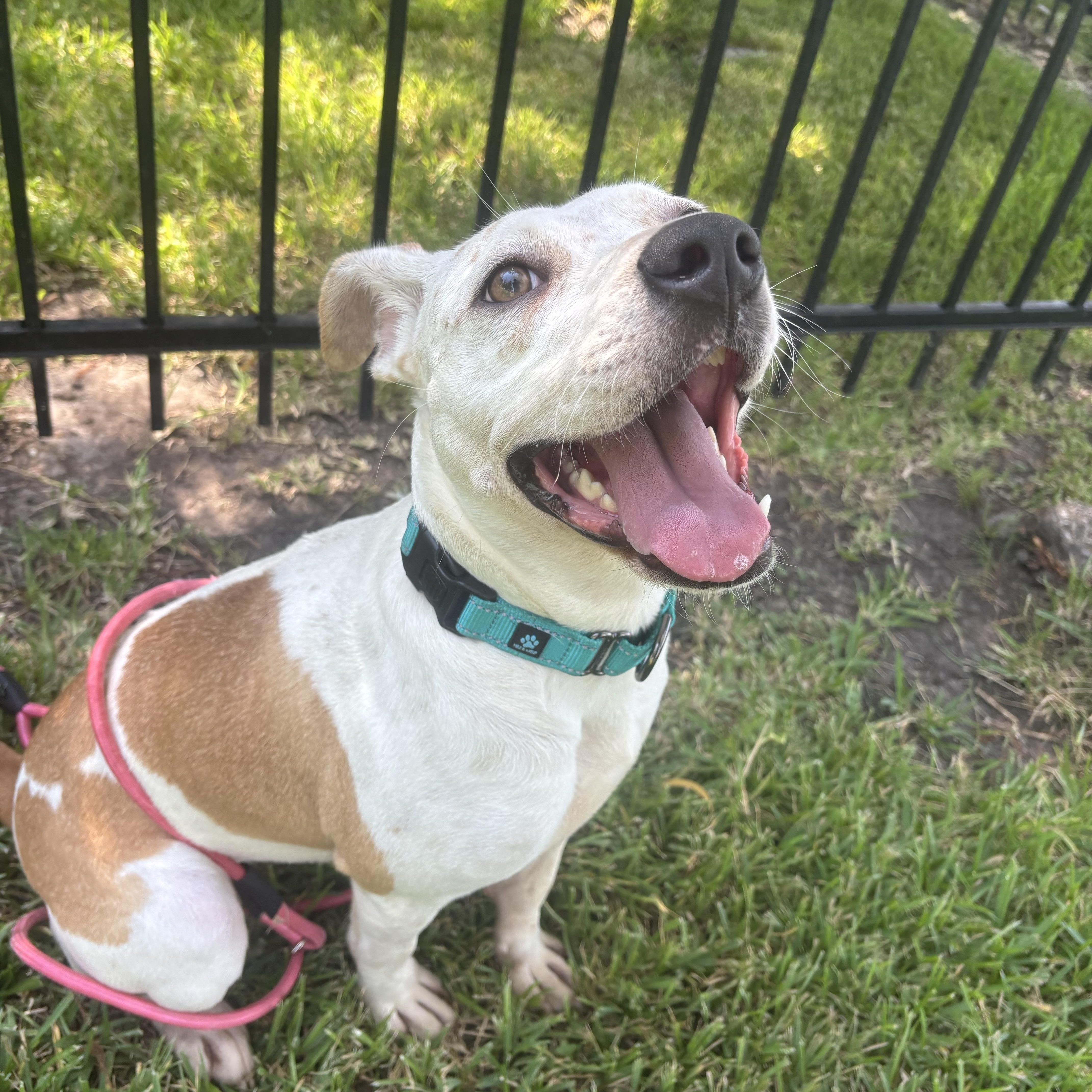 Enlarge Swettie, a Adopted Mixed Breed in Pelham, NH image 3/5