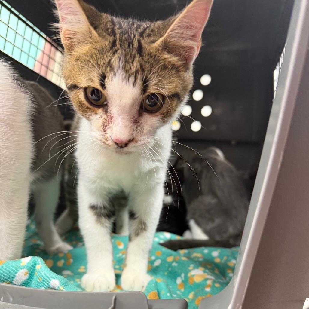 Tater Tot, Adoptable, Young Male Domestic Short Hair.