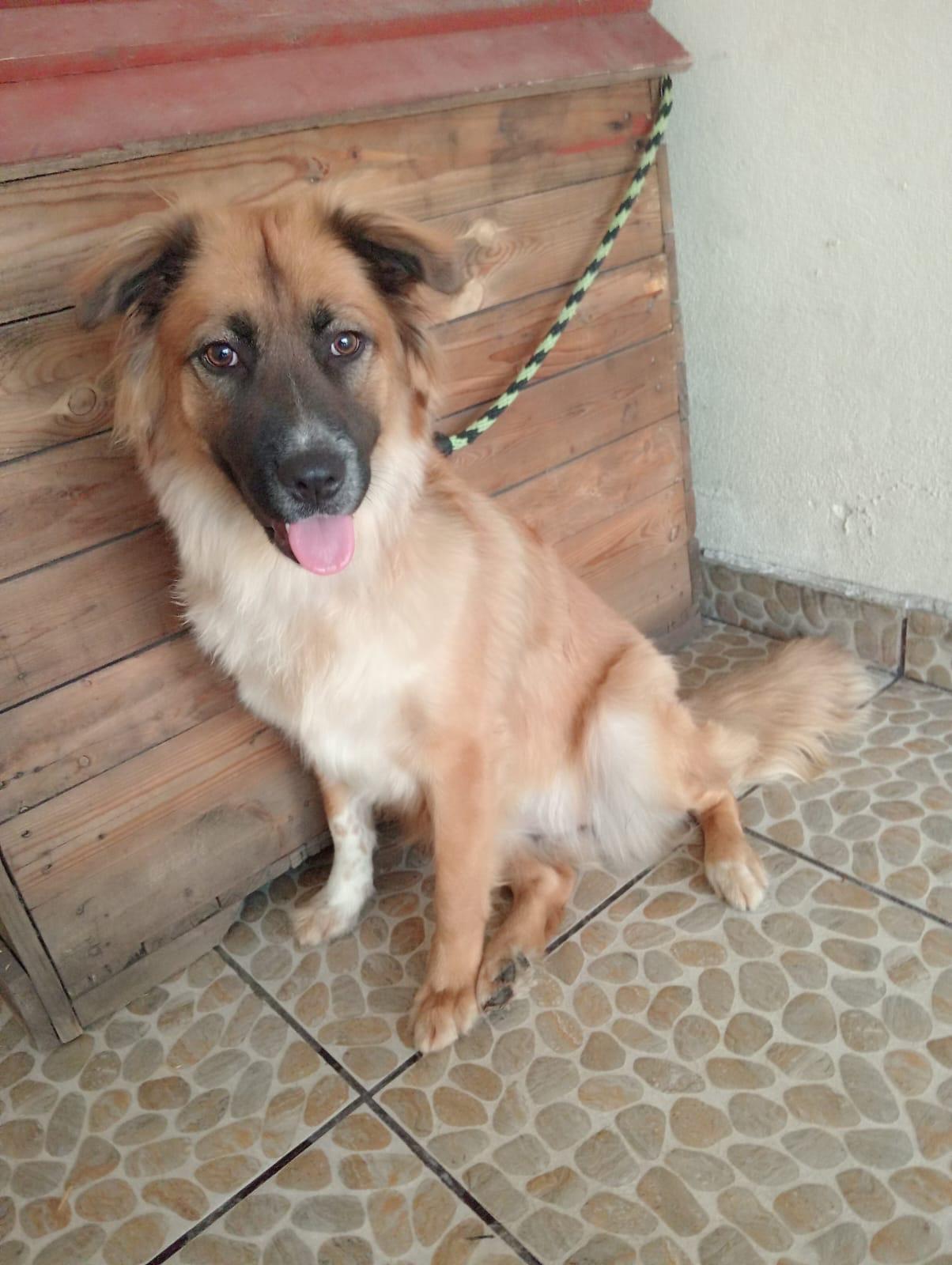 Romina, a Adoptable mixed breed in Bennington, VT image 3/4