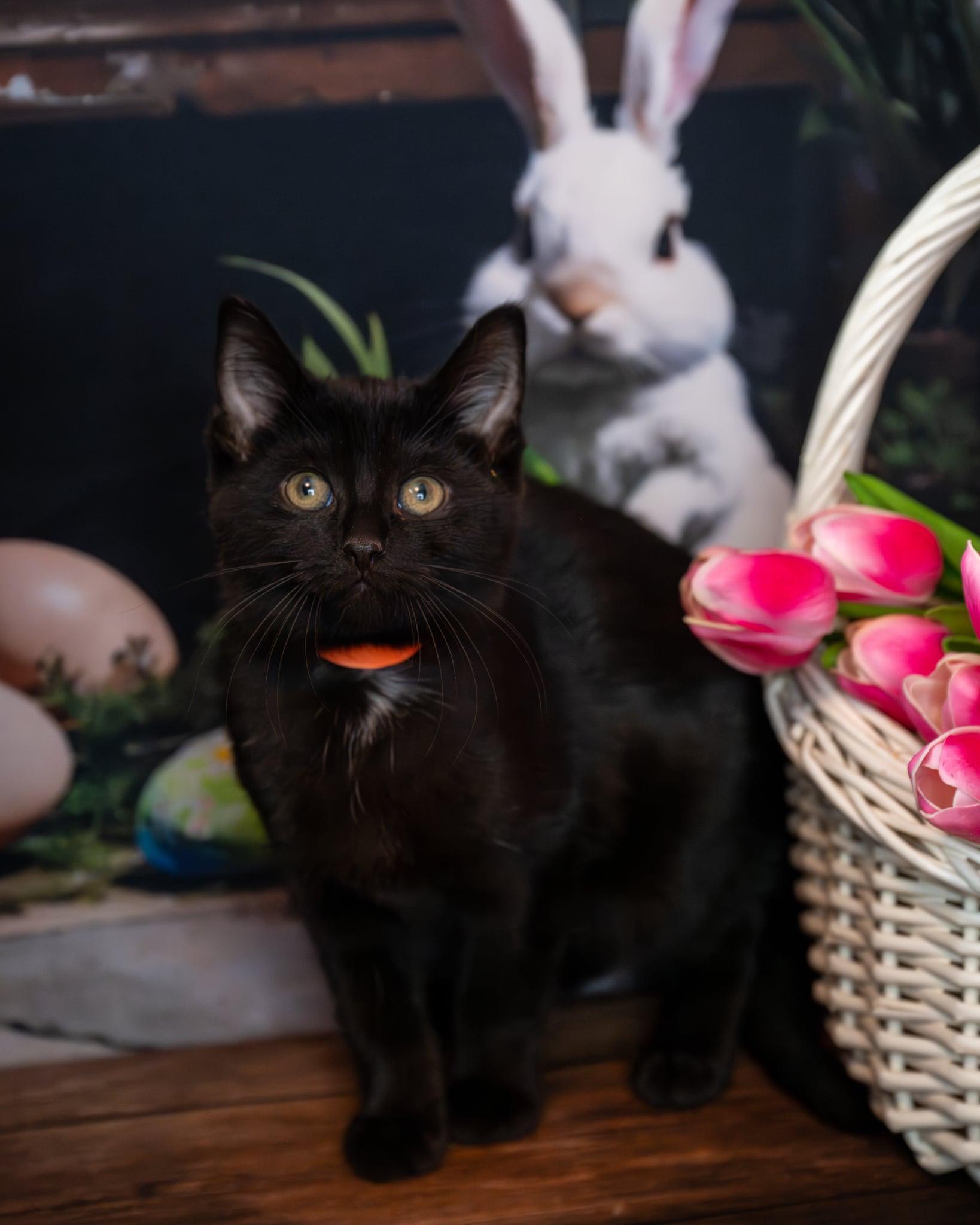 Enlarge Sheba, an adopted Domestic Short Hair in Lapeer, MI image 2/2