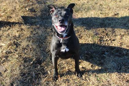 Bunny, a Adoptable mixed breed in Kansas City, MO image 1/2