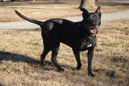 Bunny, a Adoptable mixed breed in Kansas City, MO image 2/2