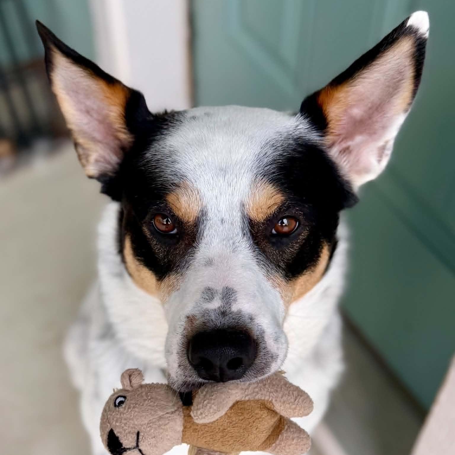 Hunter, a ADOPTABLE mixed breed in Austin, TX image 1/5
