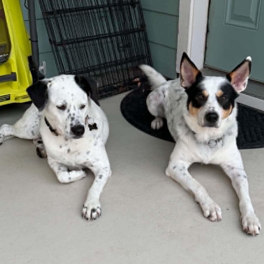 Hunter, a ADOPTABLE mixed breed in Austin, TX image 5/5