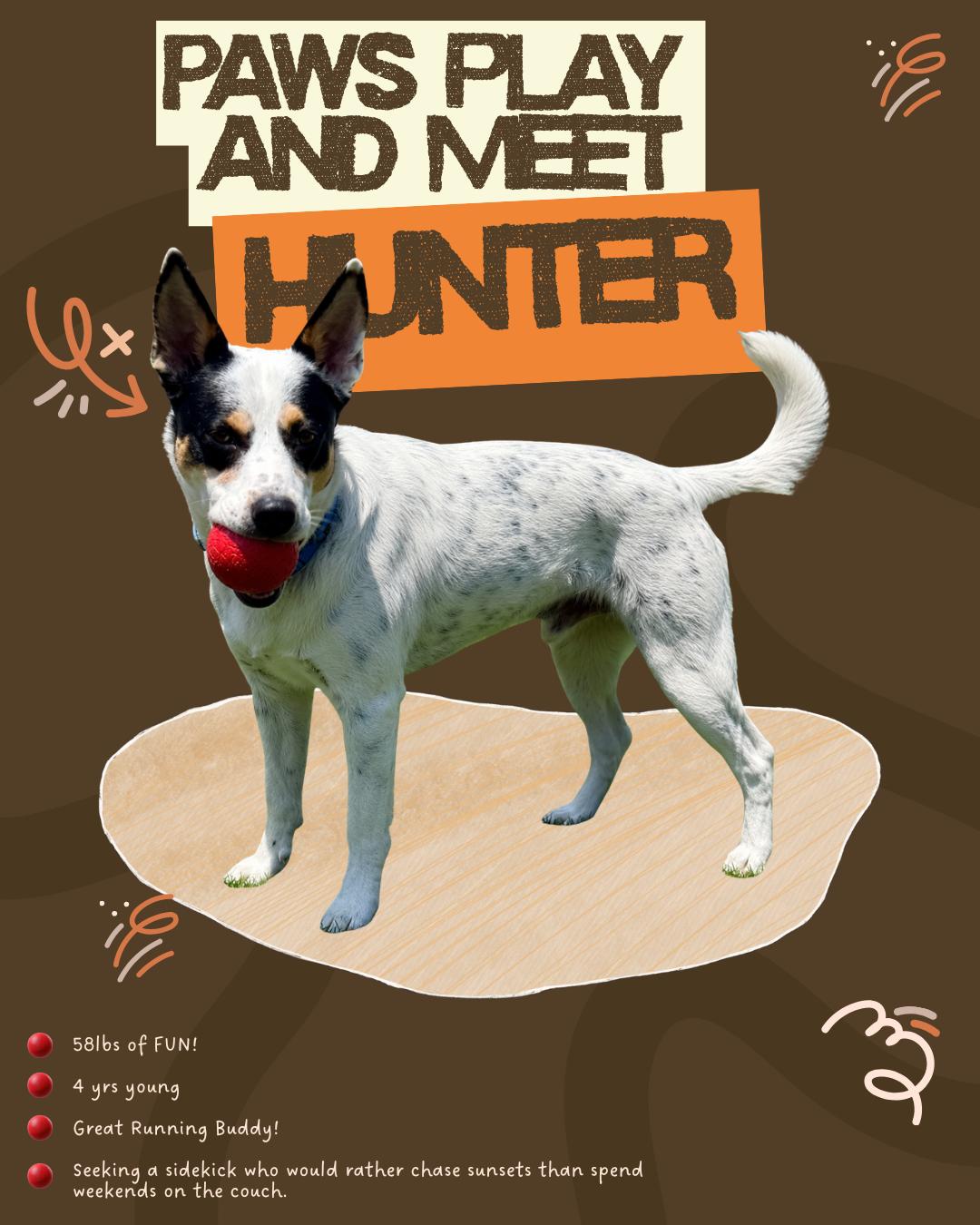 Hunter, a ADOPTABLE mixed breed in Austin, TX image 2/5