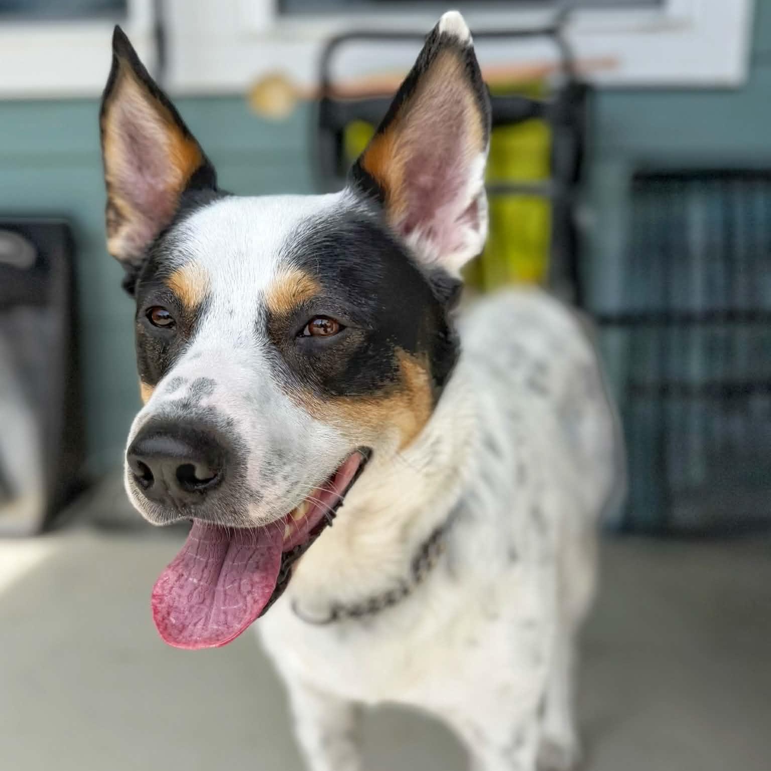 Hunter, a ADOPTABLE mixed breed in Austin, TX image 3/5