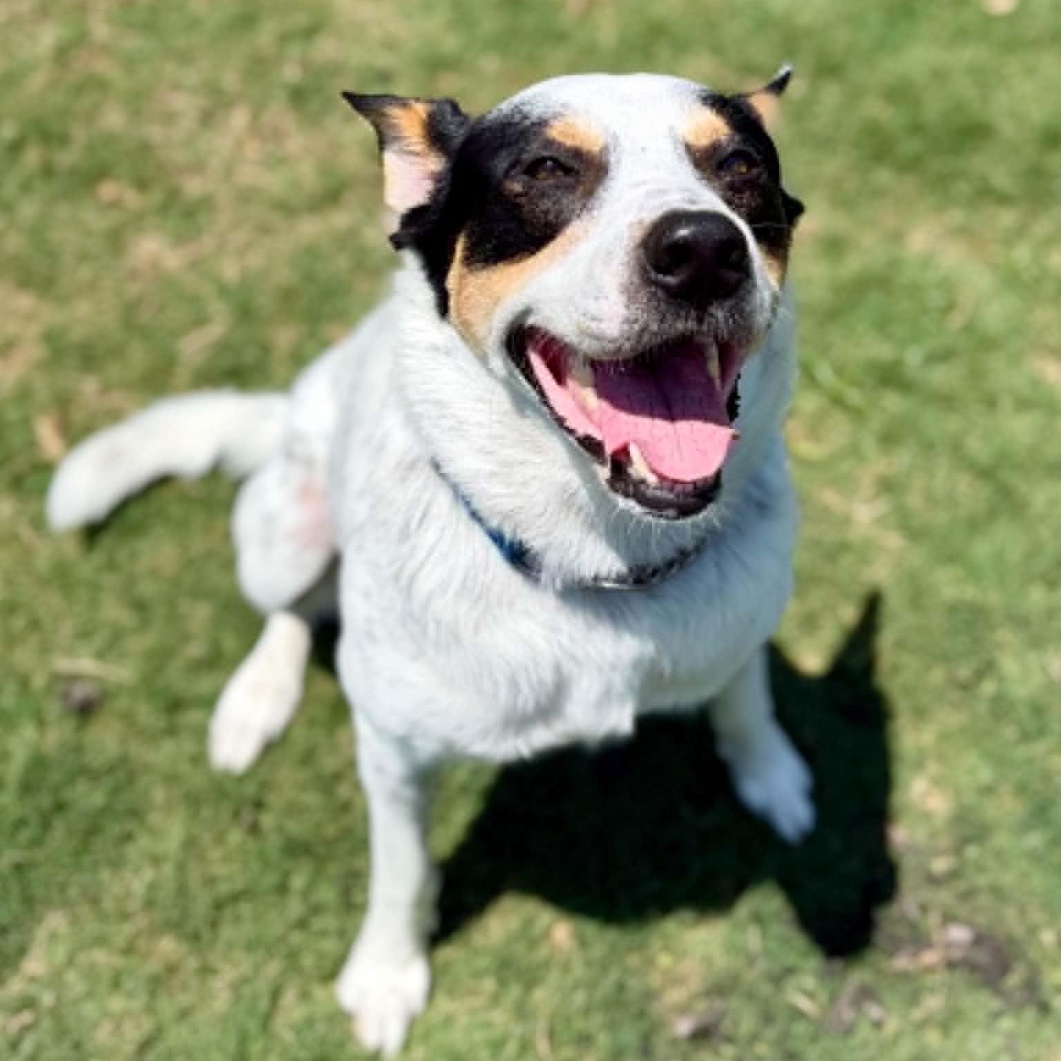 Hunter, a ADOPTABLE mixed breed in Austin, TX image 4/5