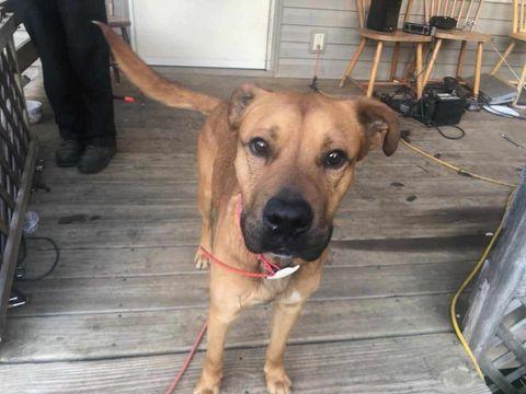 Enlarge Brownie, a Adoptable mixed breed in Frenchburg, KY image 1/2