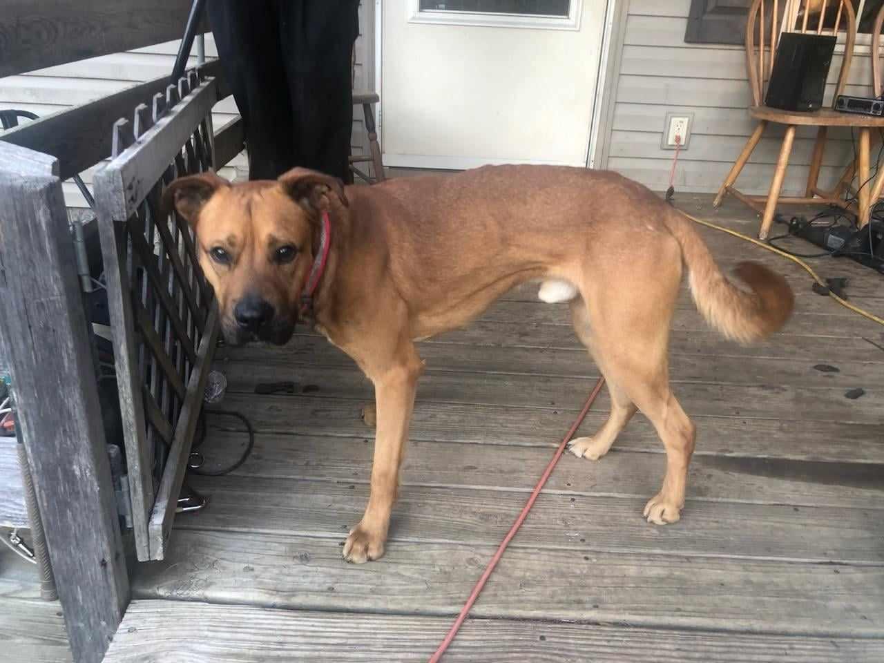 Enlarge Brownie, a Adoptable mixed breed in Frenchburg, KY image 2/2