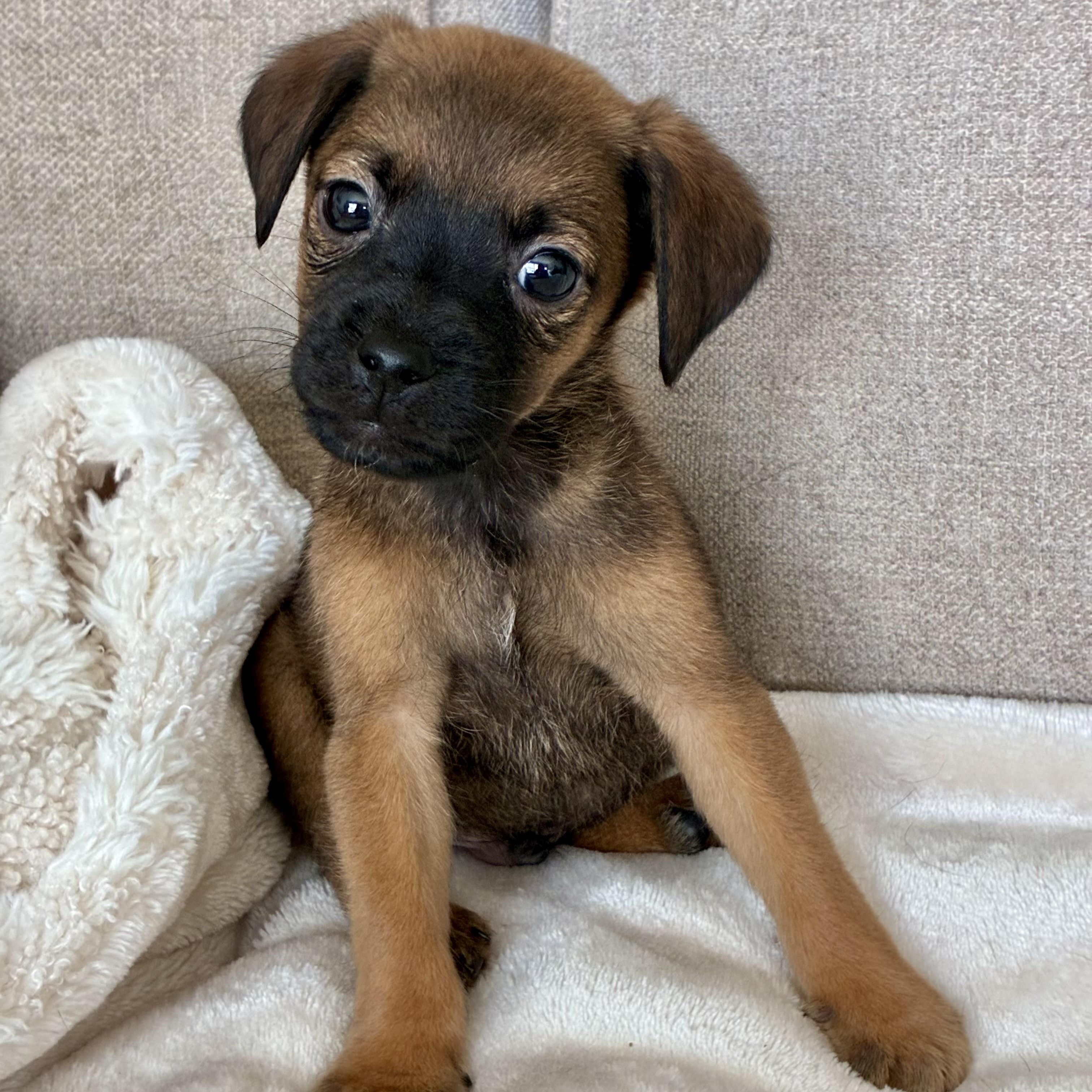 Nutmeg, adopted, Puppy Male Labrador Retriever & Mixed Breed.