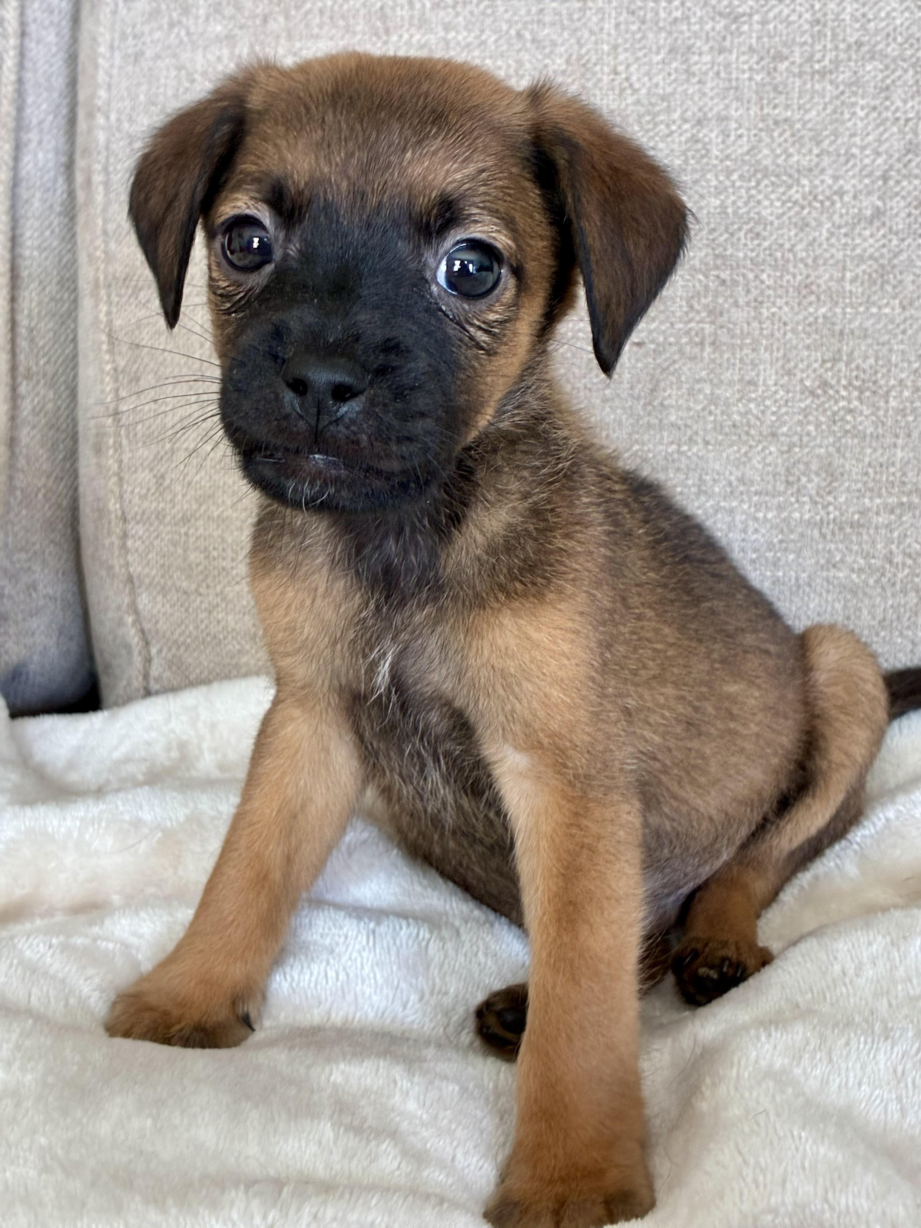Enlarge Nutmeg, an adopted mixed breed in Rock Hill, SC image 4/5