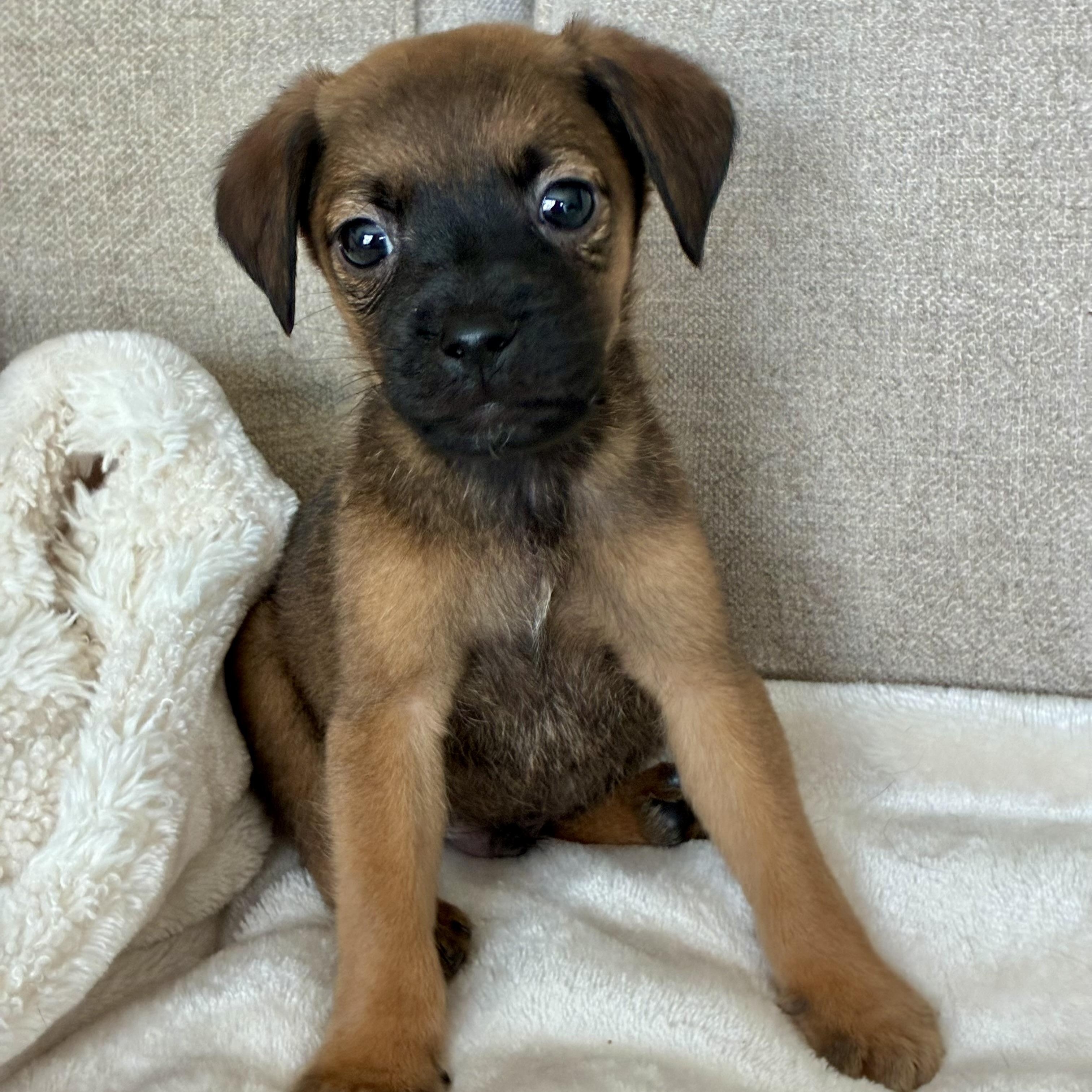Enlarge Nutmeg, an adopted mixed breed in Rock Hill, SC image 2/5