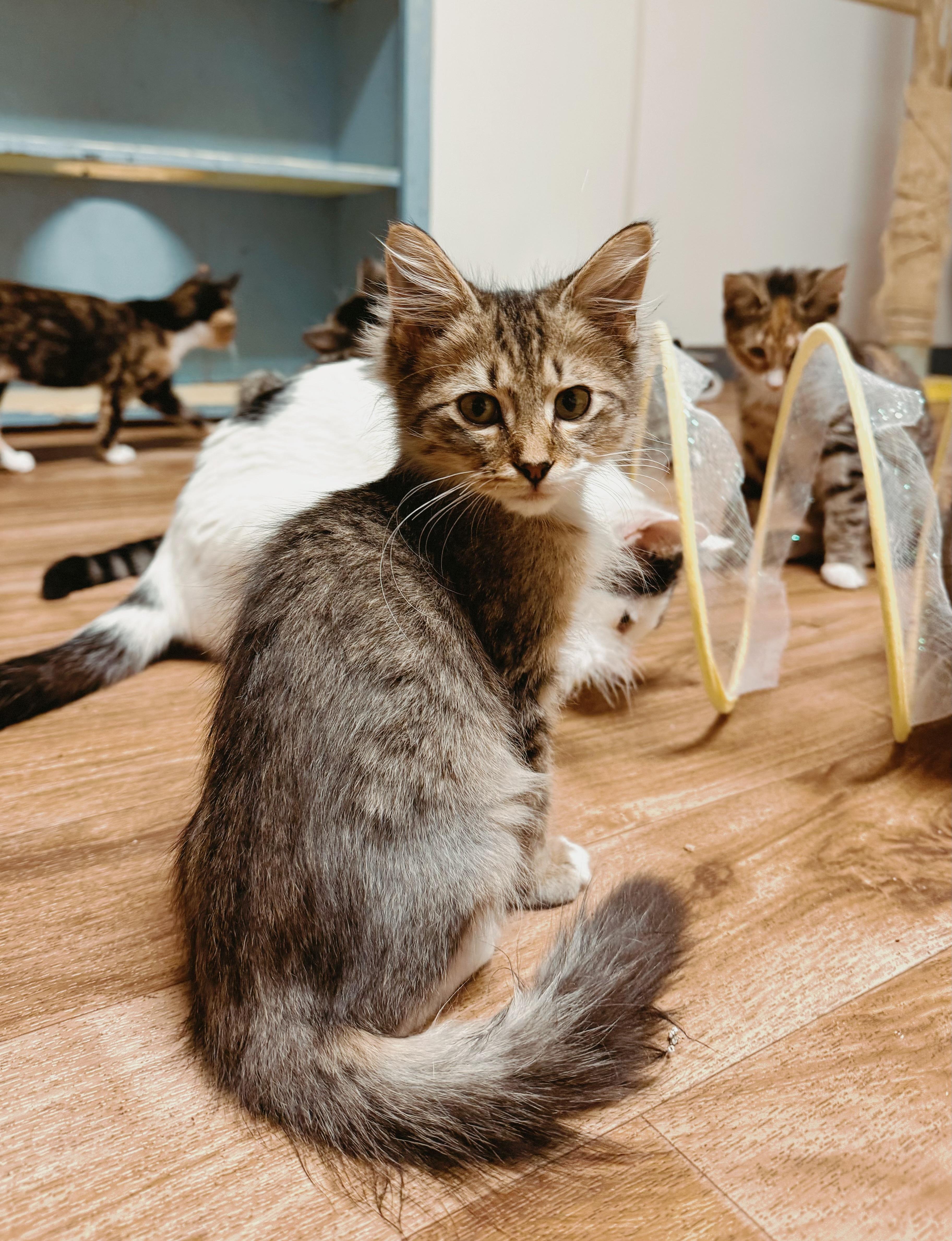 Bailey, adopted, Kitten Male Domestic Medium Hair.