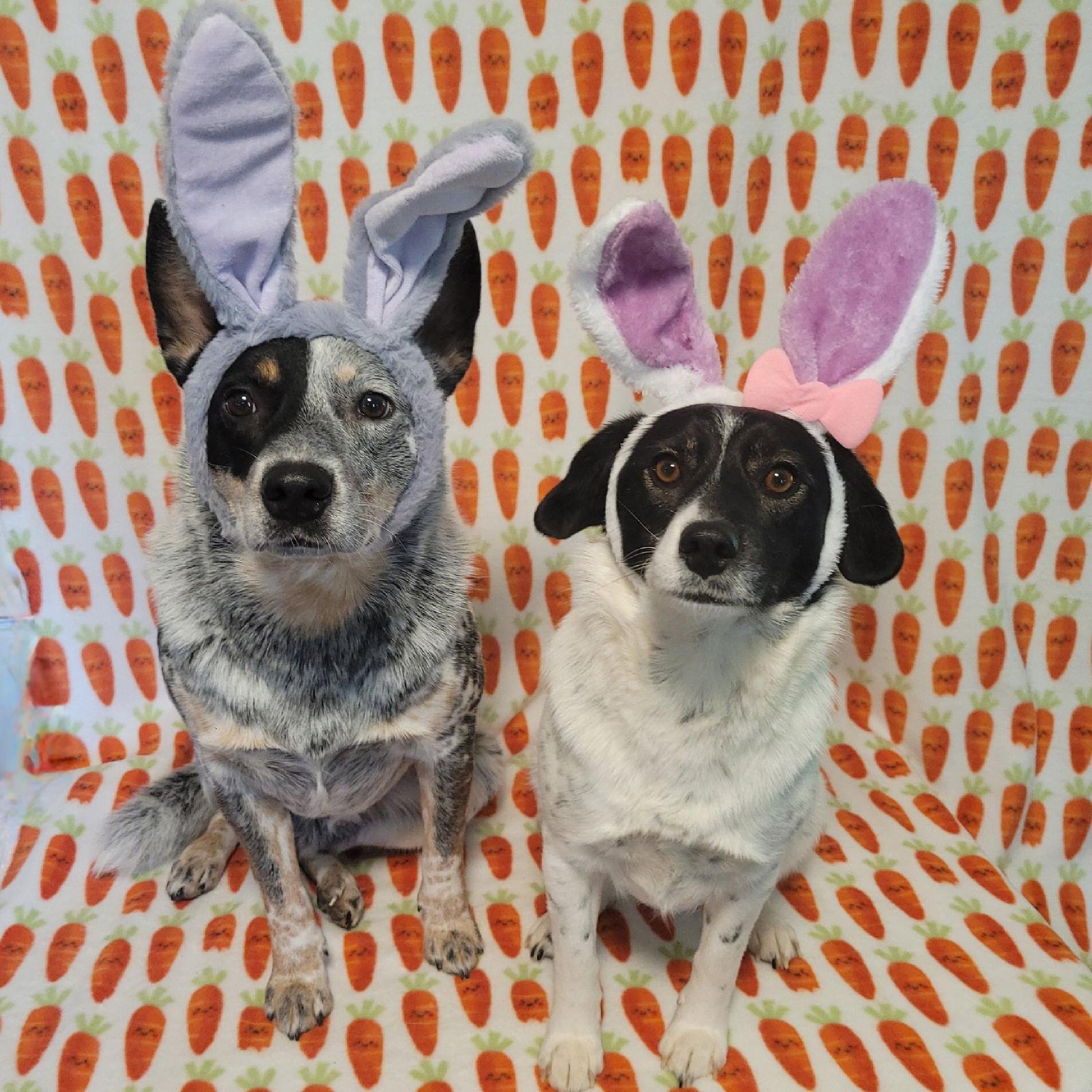 Enlarge Teddy & Lisa BONDED PAIR, a Adoptable Australian Cattle Dog / Blue Heeler in Akron, OH image 1/3
