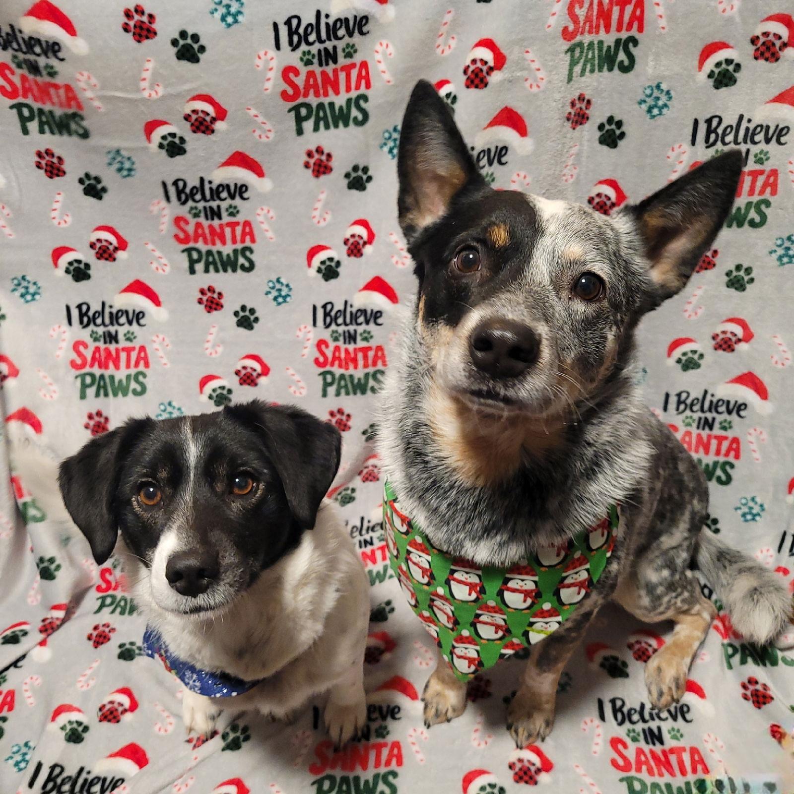 Teddy & Lisa BONDED PAIR, Adoptable, Adult Male Australian Cattle Dog / Blue Heeler.