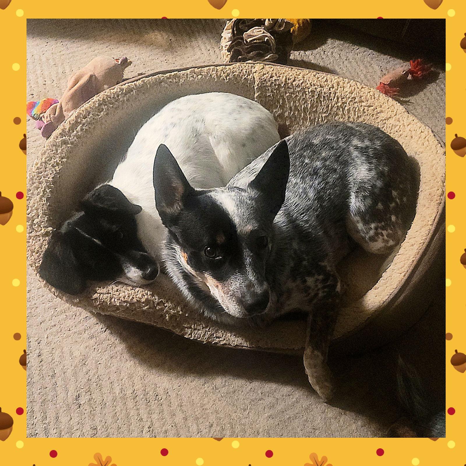 Enlarge Teddy & Lisa BONDED PAIR, a Adoptable Australian Cattle Dog / Blue Heeler in Akron, OH image 2/3