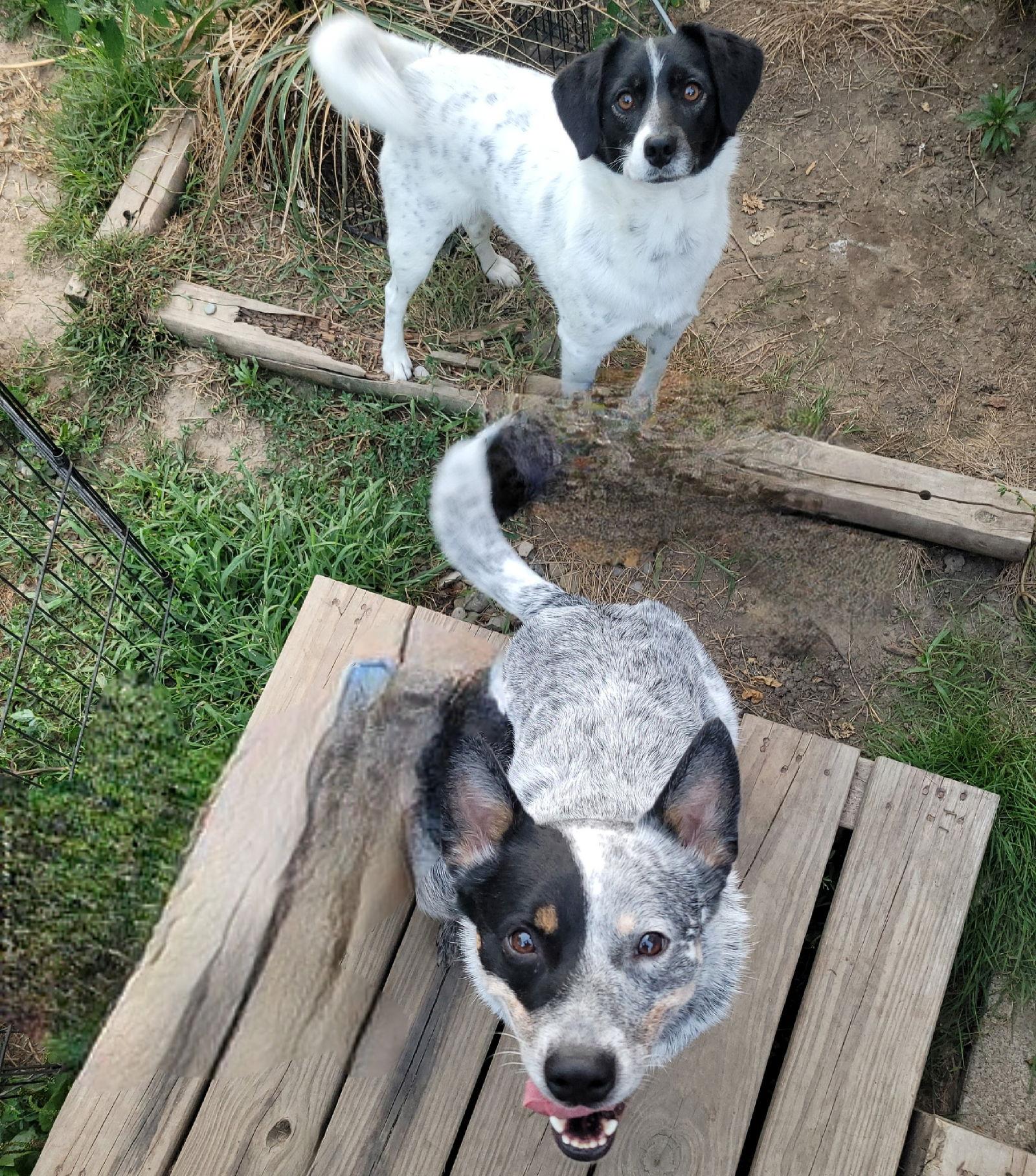 Enlarge Teddy & Lisa BONDED PAIR, a Adoptable Australian Cattle Dog / Blue Heeler in Akron, OH image 3/3