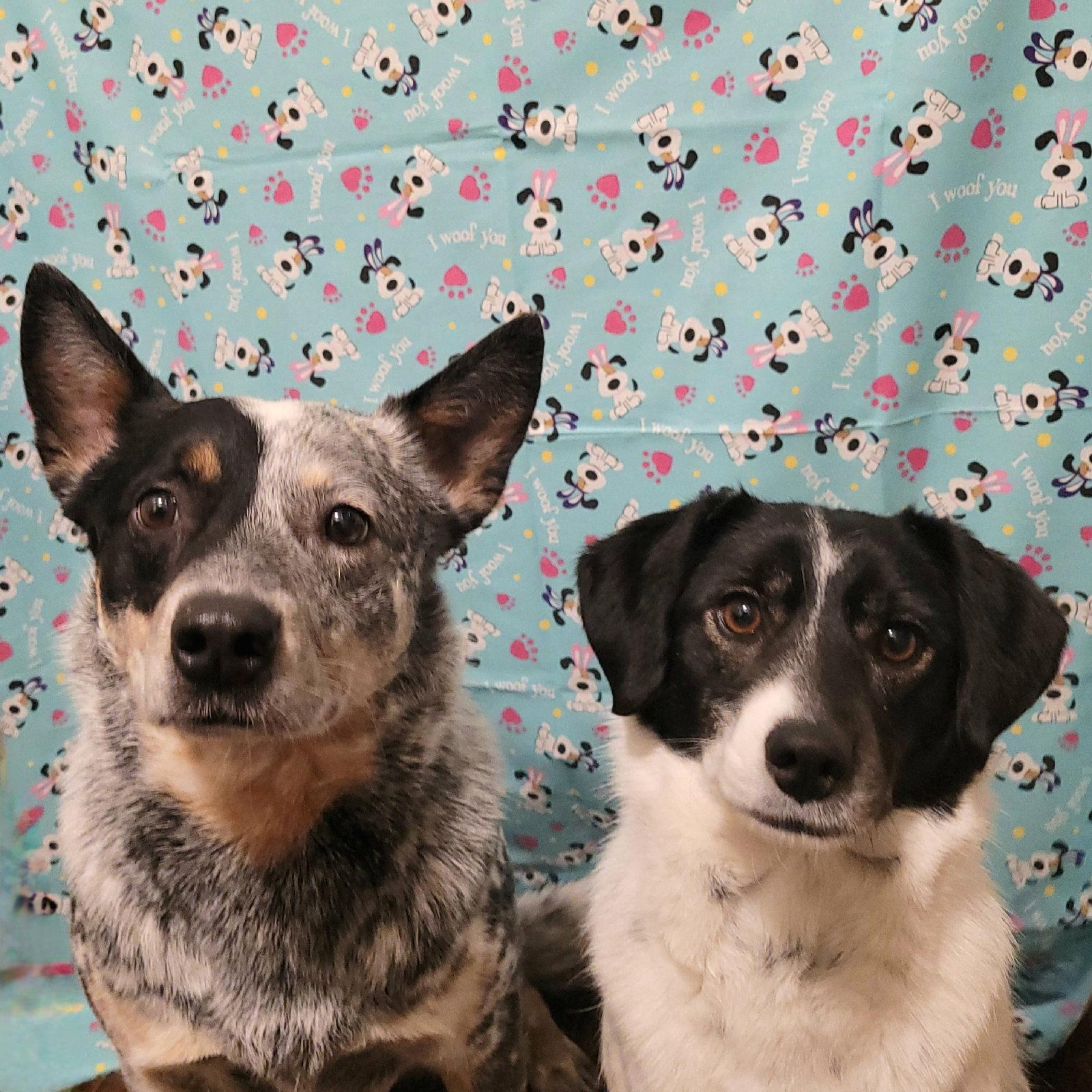 Enlarge Teddy & Lisa BONDED PAIR, a Adoptable Australian Cattle Dog / Blue Heeler in Akron, OH image 3/3