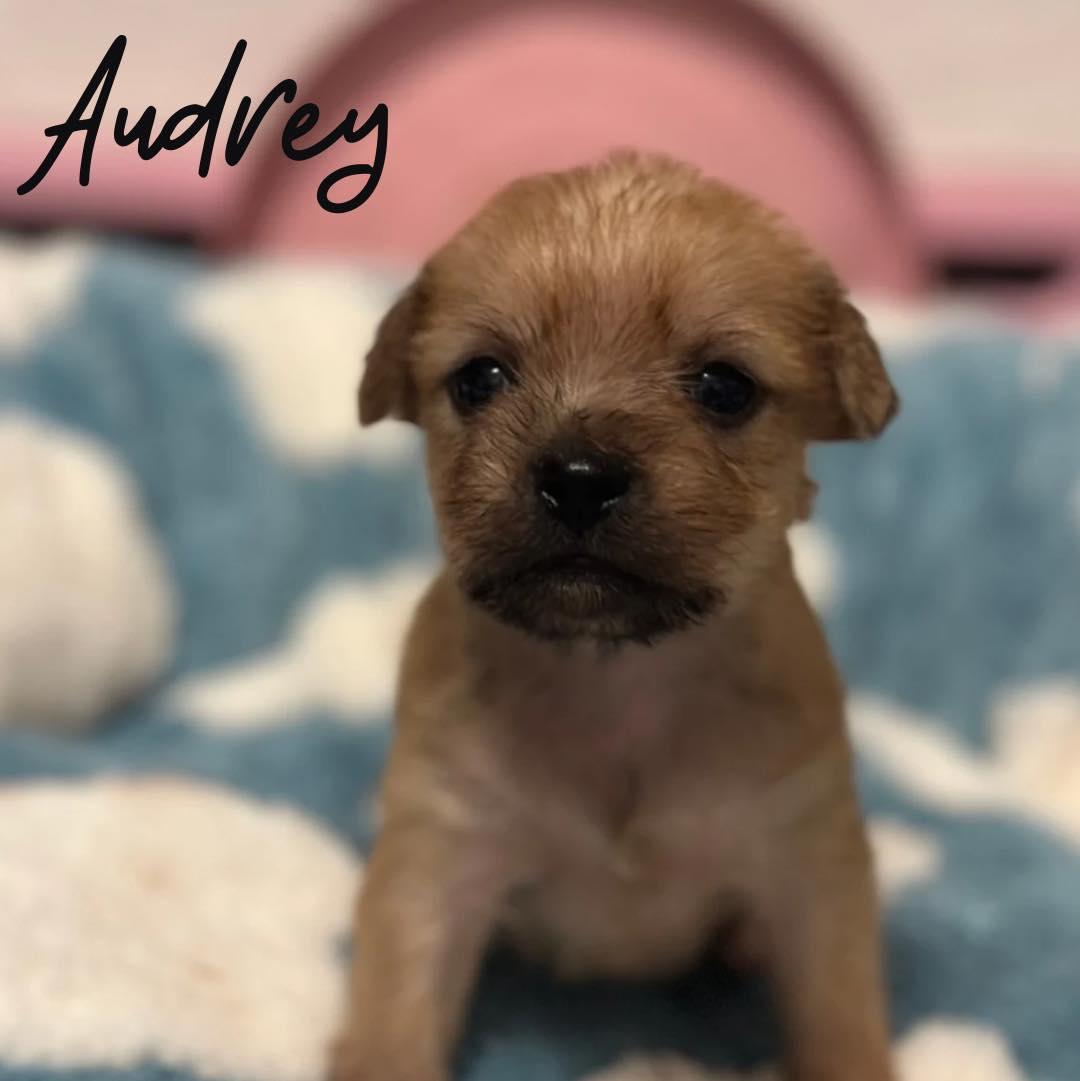 Audrey, Adoptable, Puppy Female Mixed Breed.