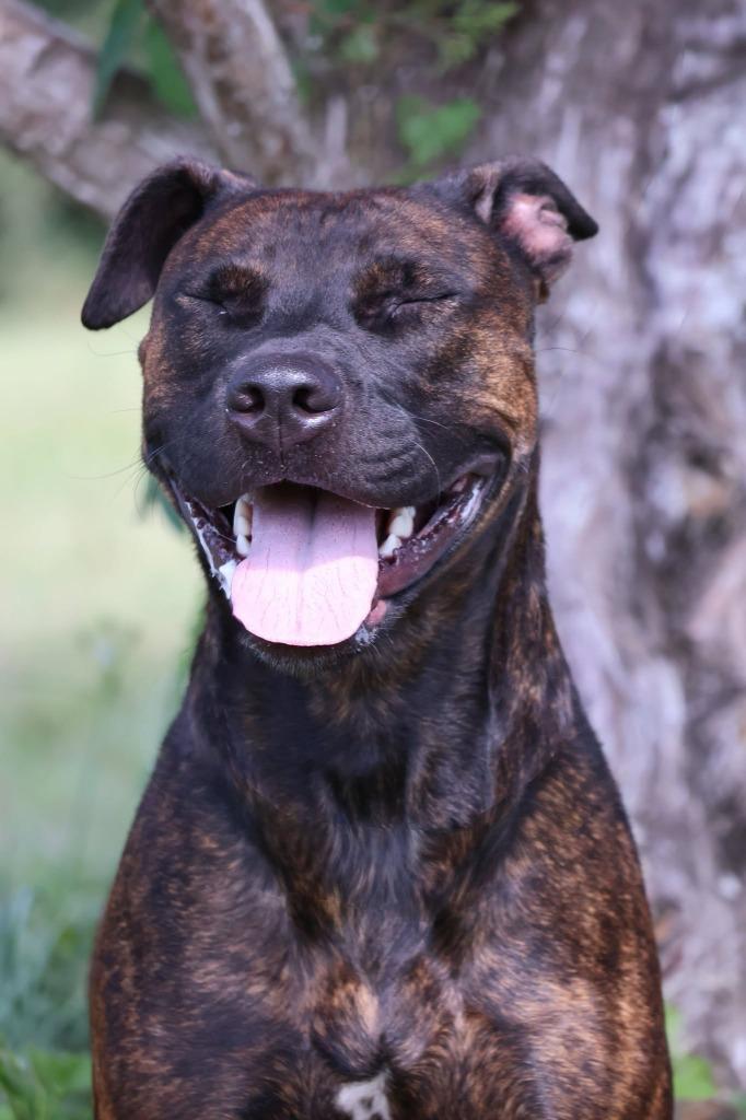 Enlarge Myra "Babygirl, a Adoptable mixed breed in Columbia, TN image 1/6