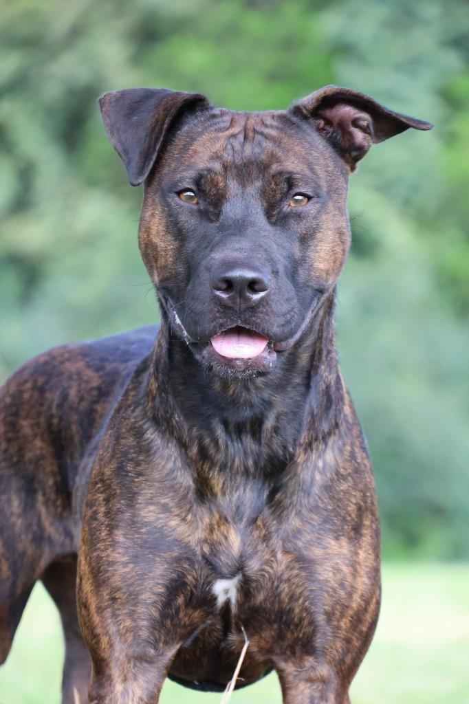 Enlarge Myra "Babygirl, a Adoptable mixed breed in Columbia, TN image 2/6