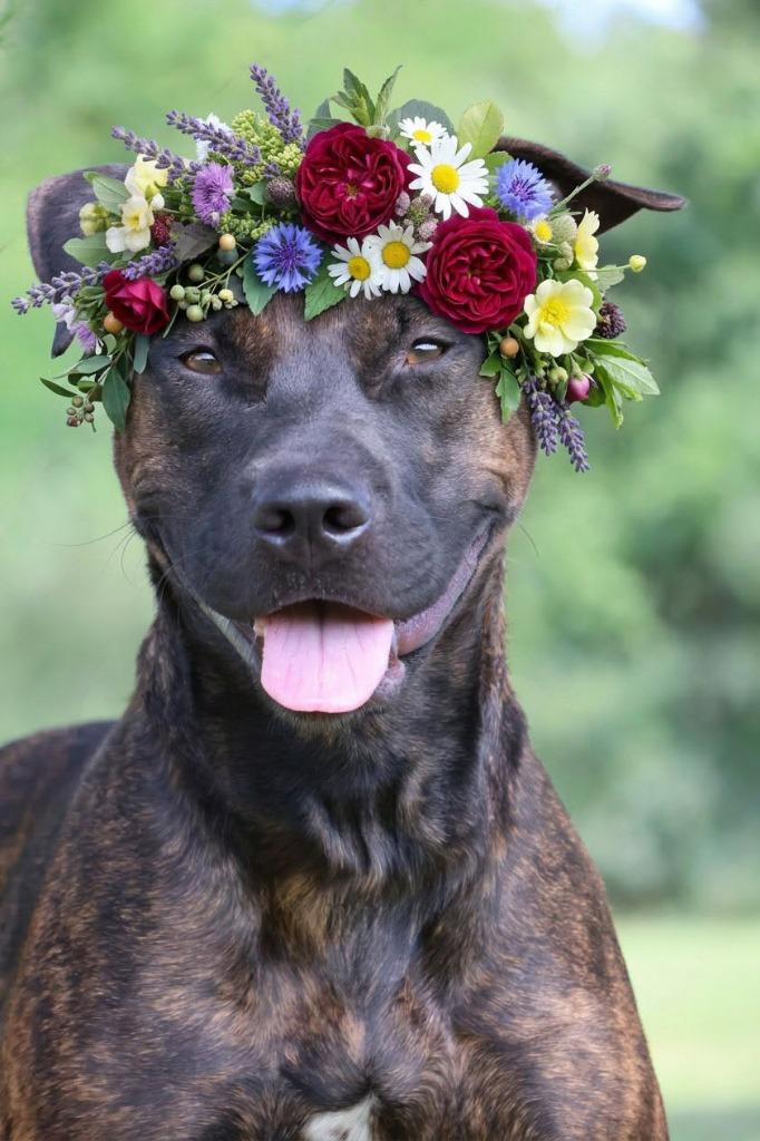 Enlarge Myra "Babygirl, a Adoptable mixed breed in Columbia, TN image 3/6