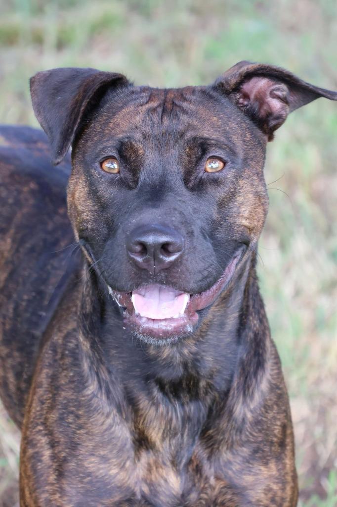 Enlarge Myra "Babygirl, a Adoptable mixed breed in Columbia, TN image 4/6