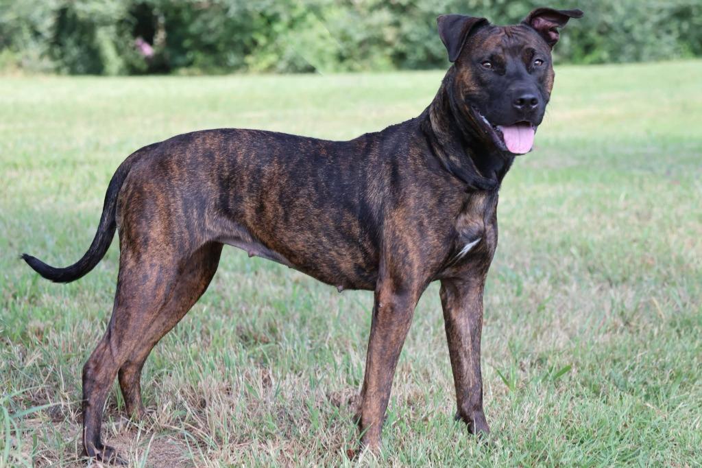 Enlarge Myra "Babygirl, a Adoptable mixed breed in Columbia, TN image 5/6