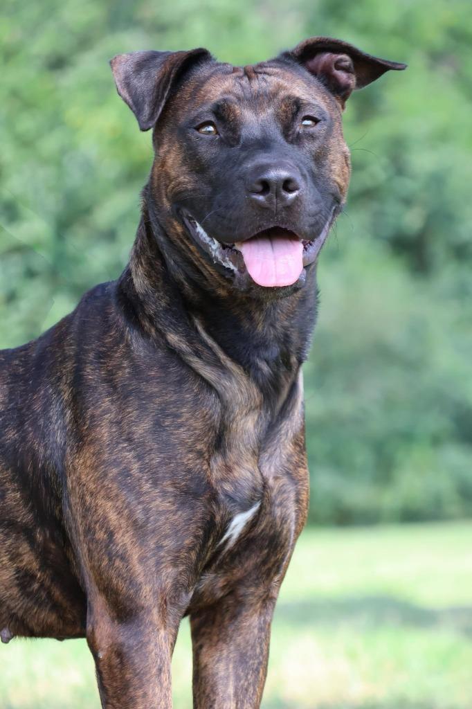 Enlarge Myra "Babygirl, a Adoptable mixed breed in Columbia, TN image 6/6