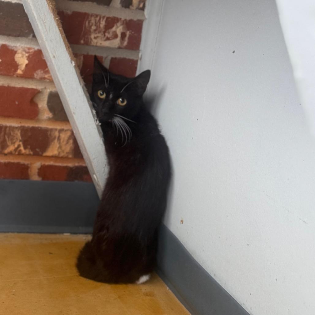 Donald, Adoptable, Adult Male Domestic Short Hair.