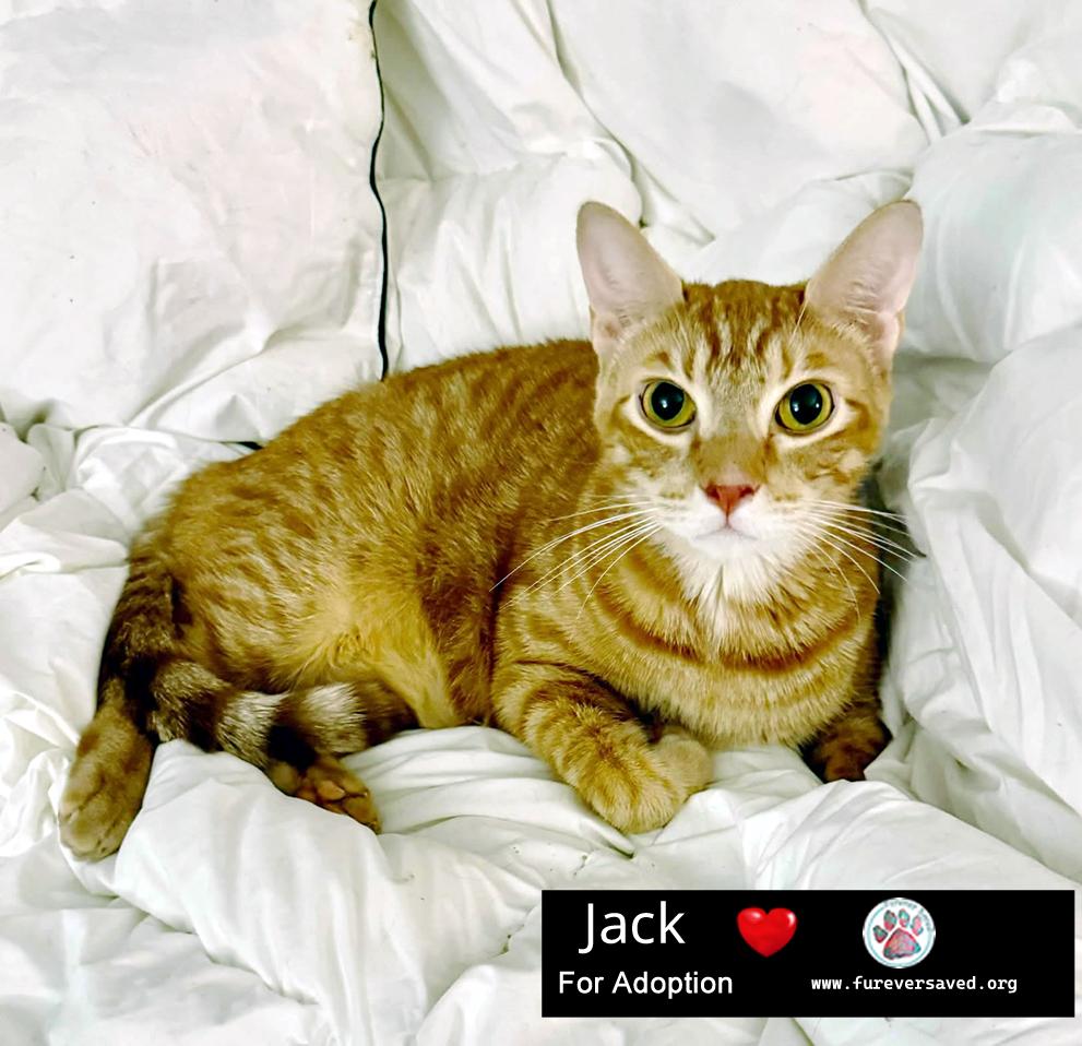 Jack photo 2