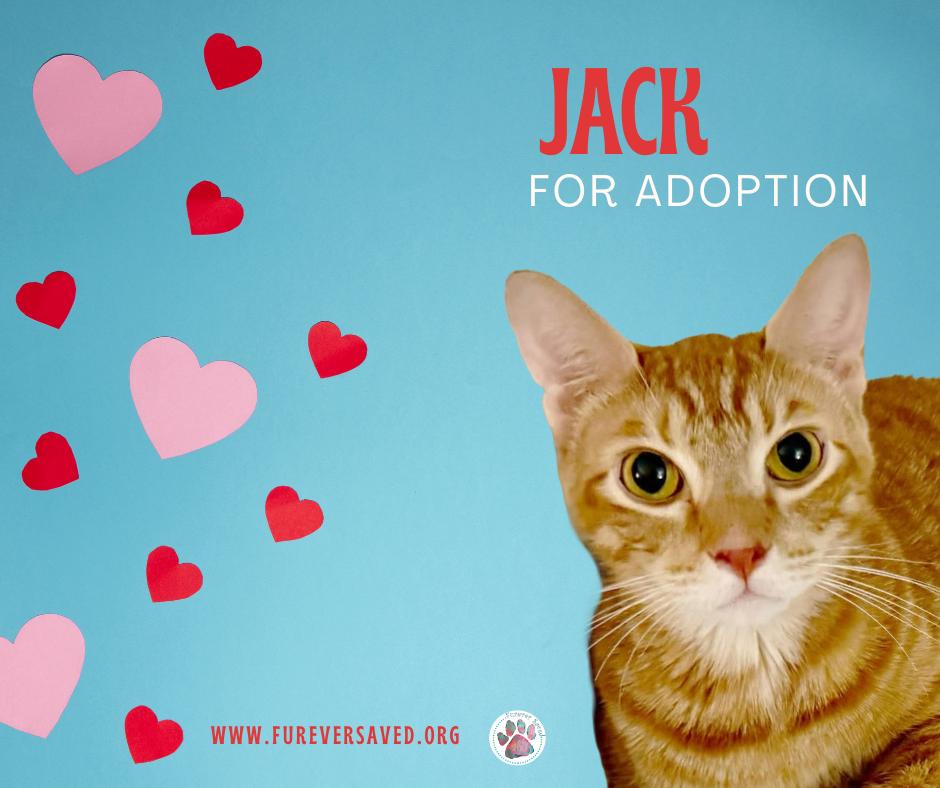 Jack photo 3