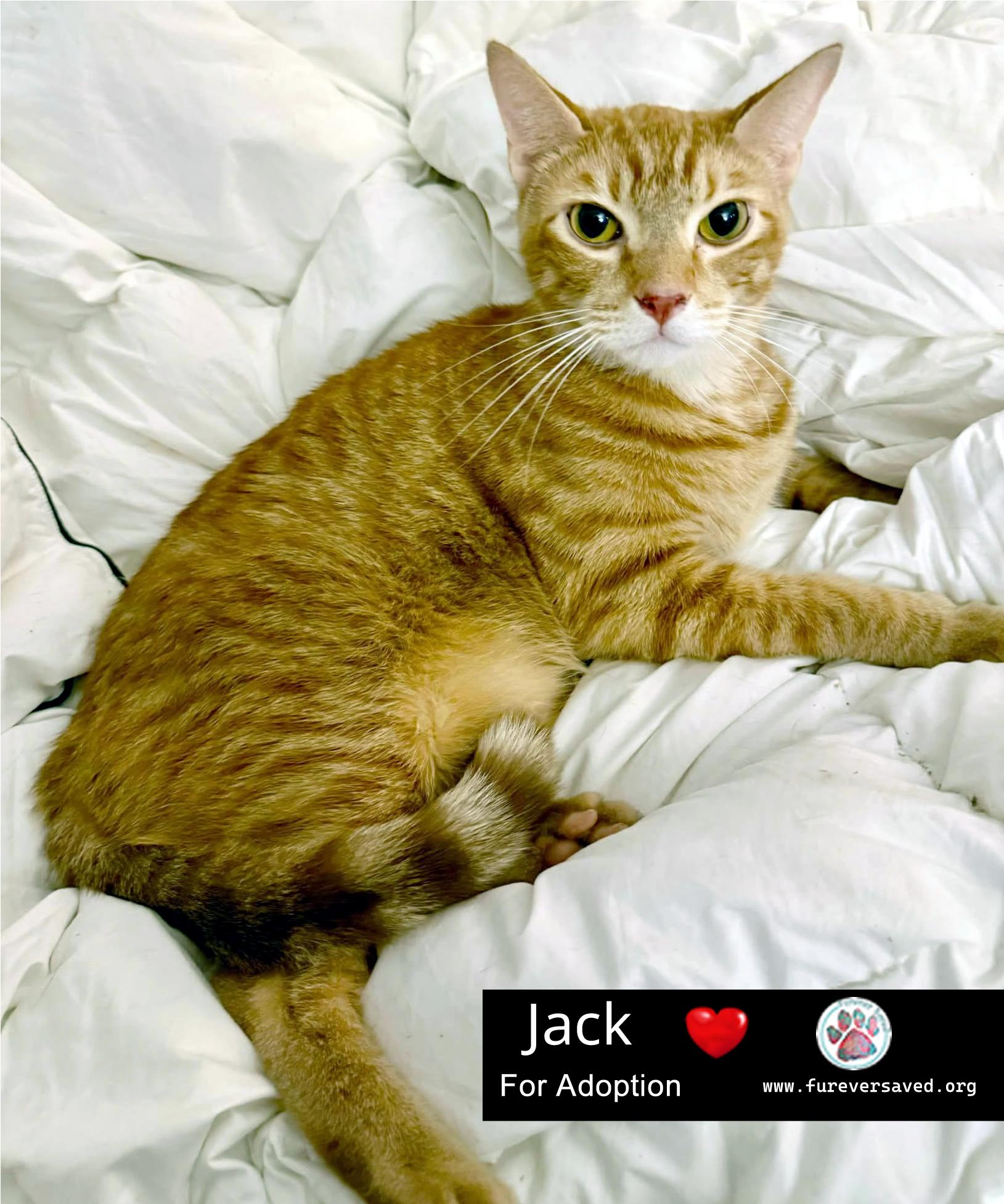 Jack photo 4