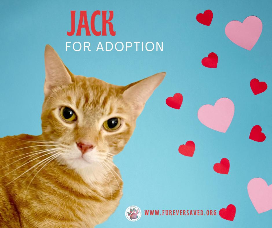 Jack photo 1
