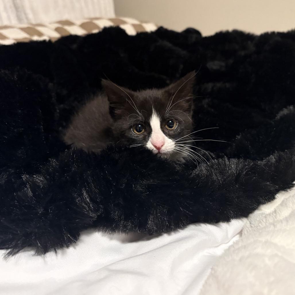 Maisy, a Adoptable Domestic Long Hair in Mondovi, WI image 1/4