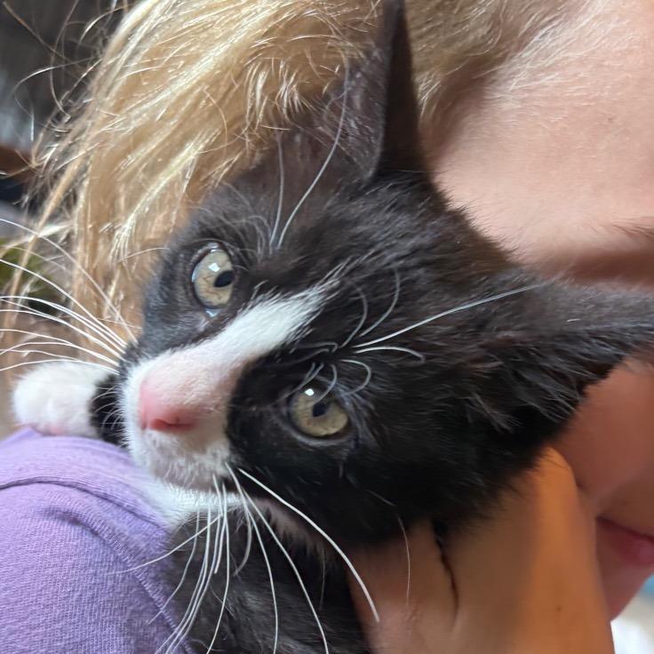 Maisy, a Adoptable Domestic Long Hair in Mondovi, WI image 2/4