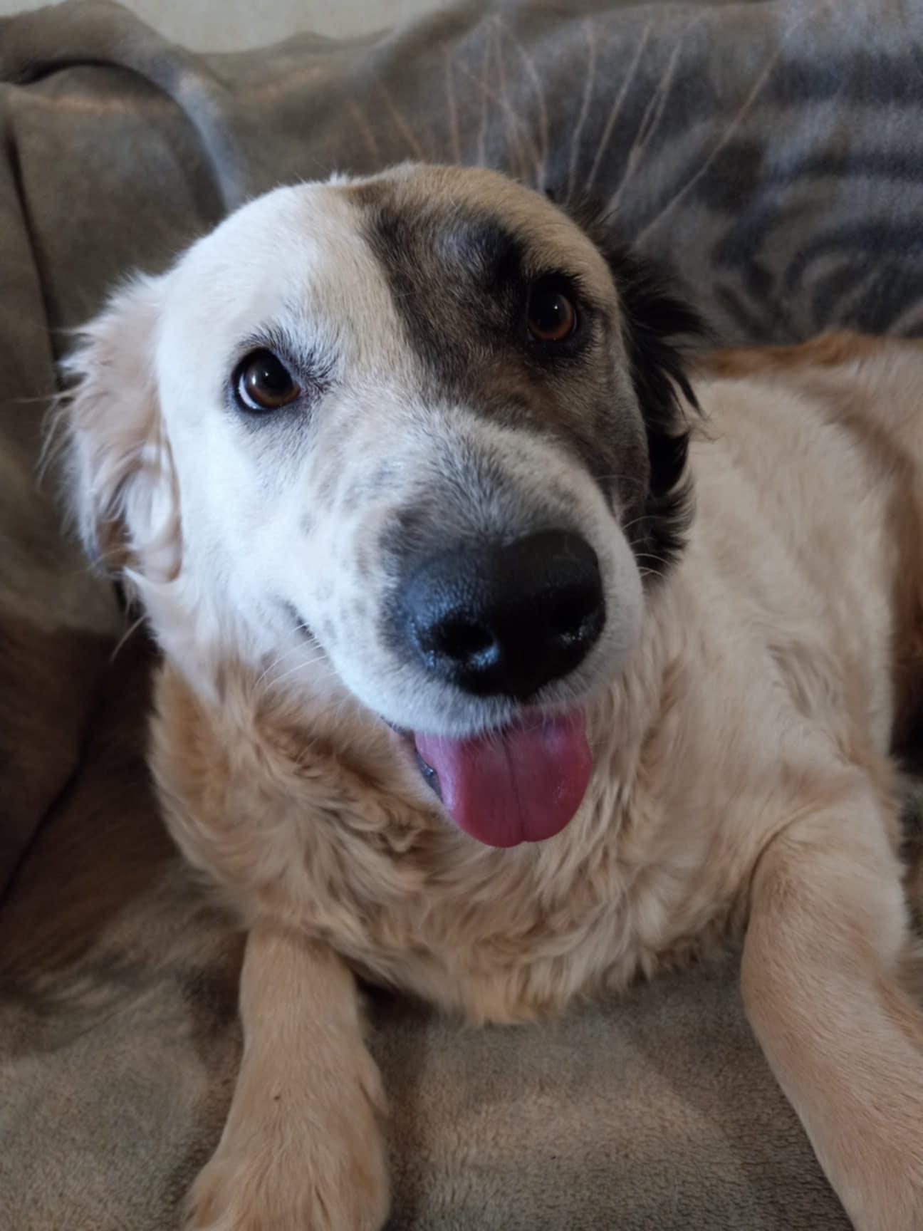 COURTESY POST Squeak, a Adoptable Mixed Breed in Tucson, AZ image 1/3