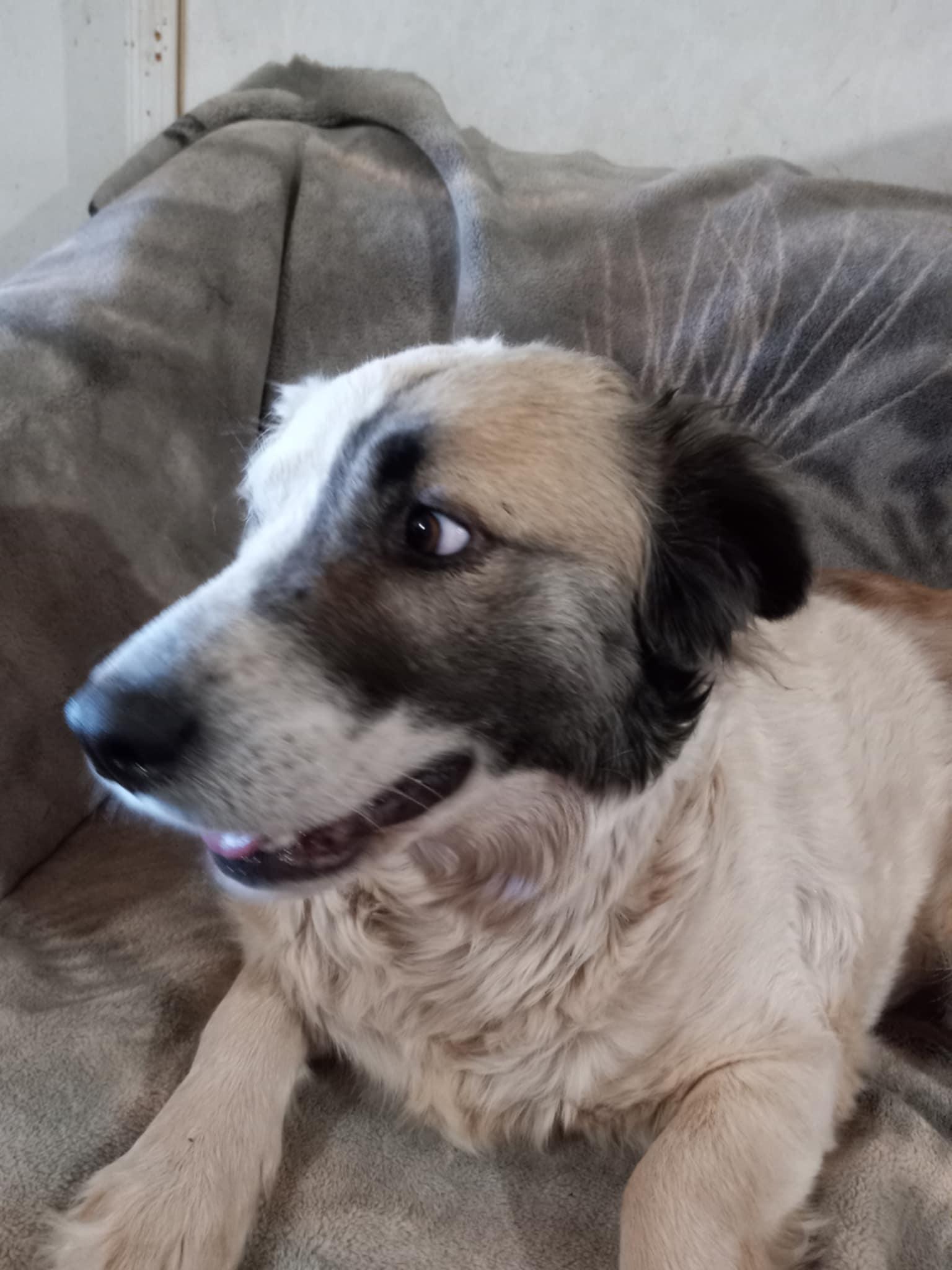 COURTESY POST Squeak, a Adoptable Mixed Breed in Tucson, AZ image 2/3