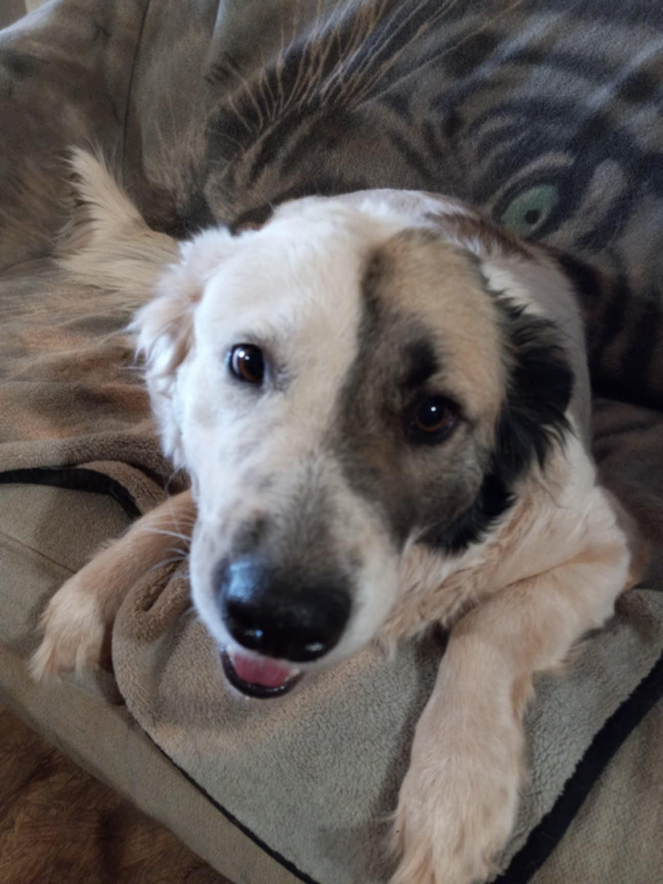 COURTESY POST Squeak, a Adoptable Mixed Breed in Tucson, AZ image 3/3