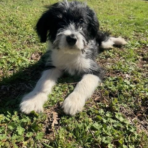 Enlarge Easton, a ADOPTABLE Mixed Breed in Cushing, OK image 3/4