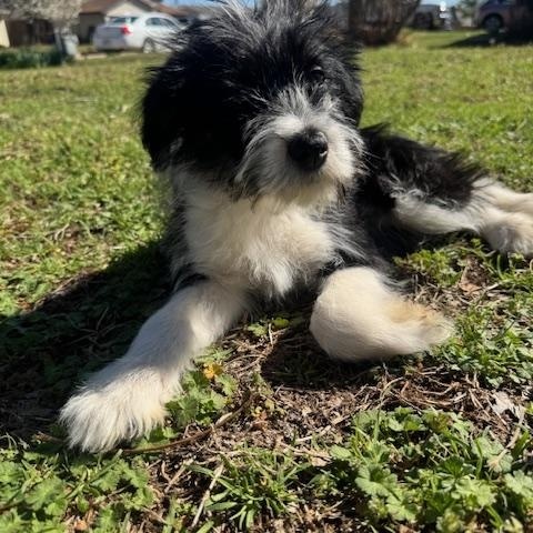 Enlarge Easton, a ADOPTABLE Mixed Breed in Cushing, OK image 2/4