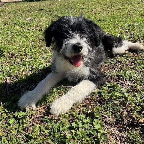 Enlarge Easton, a ADOPTABLE Mixed Breed in Cushing, OK image 4/4