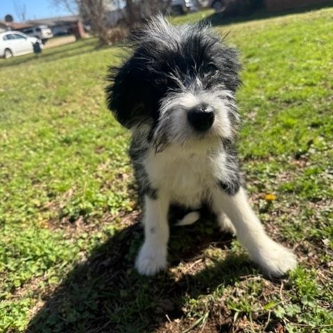 Enlarge Easton, a ADOPTABLE Mixed Breed in Cushing, OK image 1/4