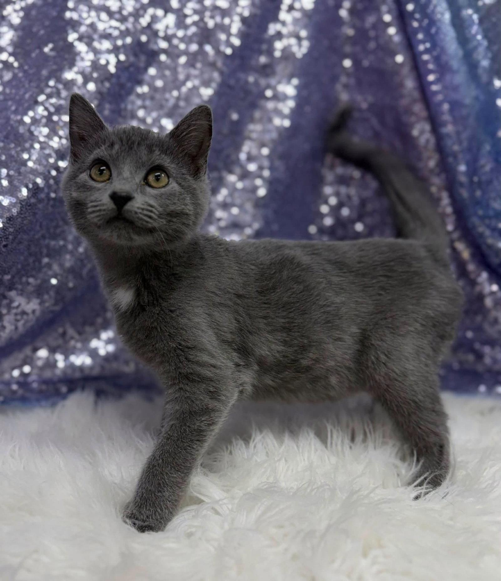 Enlarge Tito, a Adoptable Domestic Short Hair in Clarkesville, GA image 1/1