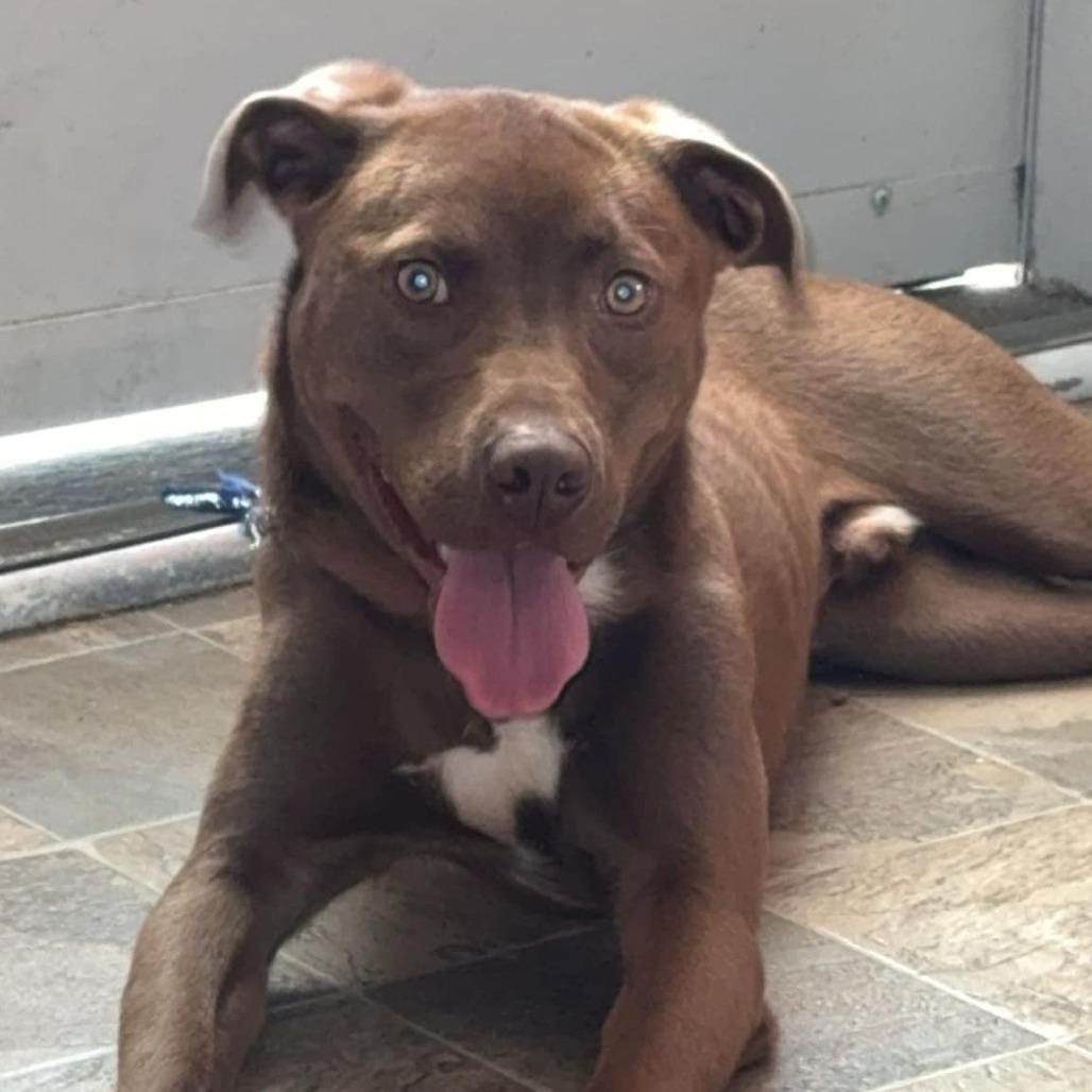 Haze, a Adoptable Pit Bull Terrier in Lynchburg, VA image 1/3